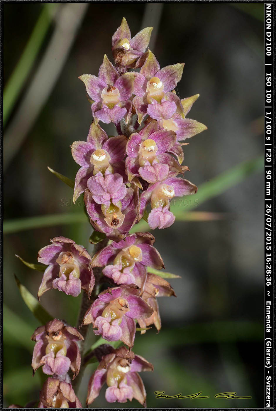 Svizzera - Epipactis atrorubens